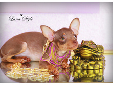 ���� ����� ������ (����)