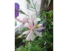 ���������� honeywood suzanne