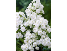 48,95���. ����� ����(�������� ���� �� 2 ��., ����������� ����� 1��.)���17.jpg