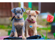 �������- ���� ����� ����