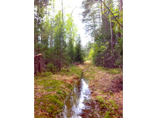 IMG 20170513 142253.jpg