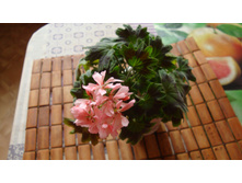 ���������� Fairfields(�������)