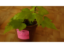 ������ �����( �����������-����������)