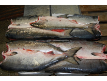 ������� �/�