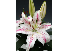 27,76���. ����� ��������(�������� ���� �� 5 ��., ����������� ����� 3��.)���16.jpg