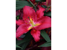 25,04���. ����� �������(�������� ���� �� 7 ��., ����������� ����� 3��.)���16.jpg