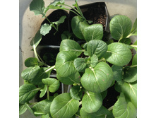 ������� ������� �������� ������