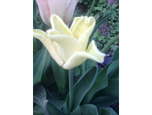 ������� ������ ����� (Yellow Crown)