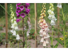 ����������� ���� (�ϣ ����)