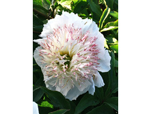 365,4���. ���� ���������(���������� ������ ������ ���������� �� 1 ��.)���17.jpg