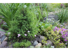 ��� ������ (�ϣ ����)