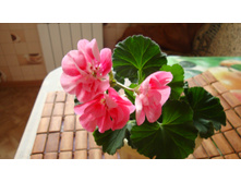 ���������� PAC Spanish Wine Rose(���������)