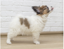 ������ 2 ���.6