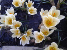 ���� �����