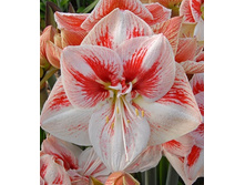 225,1���. ��������� �����(���������� ������ ������ ���������� �� 1 ��.)���17.jpg