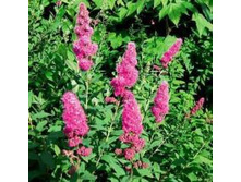 ������ ��������