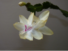 ����������� ֣����