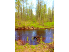 IMG 20170513 130235.jpg