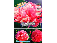 2031,9���. ���� �������(�������� ���� �� 1 ��., ����������� ����� 1��.).jpg