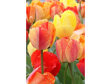 10,11���. ������� �������� �������(���������� ������ ������ ���������� �� 10 ��.)���17.jpg