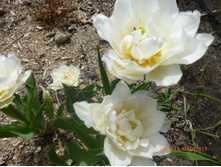 ���� ������