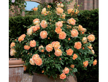 Lady of Shalott