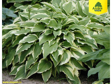 ����� ��������. 150 ���