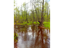 IMG 20170513 130347.jpg