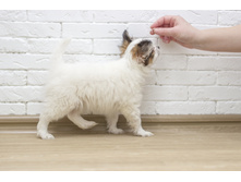 ������ 2 ���.1