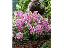 14,27���. �������� (Corydalis) ��� �����(���������� ������ ������ ���������� �� 10 ��.)���17.jpg