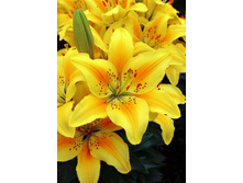 22,68���. ����� ������� ����(�������� ���� �� 5 ��., ����������� ����� 3��.).jpg