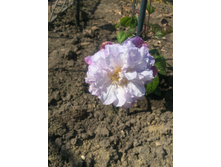 ���� �������� ����