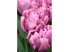 19,91���. ������� ��������(�������� ���� �� 10 ��., ����������� ����� 5��.)���17.jpg