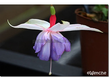 ������ Rams Royal No431