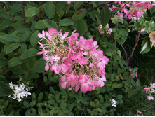 ������� 8.08.16