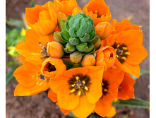 ����������� ������������  (Ornitogalum dubium) ���� 'Ballerina'