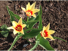 ������� ������