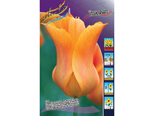 11,3���. ������� ��������(���������� ������ ������ ���������� �� 10 ��.).jpg