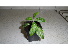 ���������� ������� ���������-beloperone guttata variegata-  170 - 200 ���.