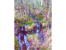 IMG 20170508 154833.jpg