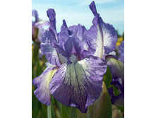 61,5���. ���� (pumila) ����� �����(�������� ���� �� 2 ��., ����������� ����� 1��.).jpg