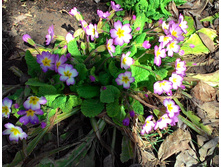 ������� ��������� � ����������