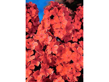 48,95���. ����� �����(�������� ���� �� 2 ��., ����������� ����� 1��.)���17.jpg