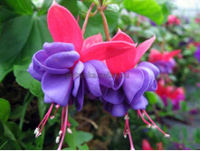 ������ Blue Eyes No424