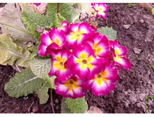 �������� ��������� � ����� (�ϣ ����)