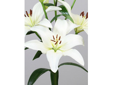 19,5���. ����� �����(���������� ������ ������ ���������� �� 5 ��.)���17.jpg