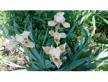 ���� ����� ��������� 130��� pink tafette