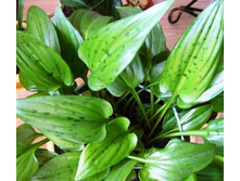 ���������� ���������