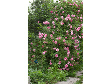 ��������� ����-���������