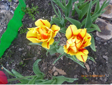 ��������